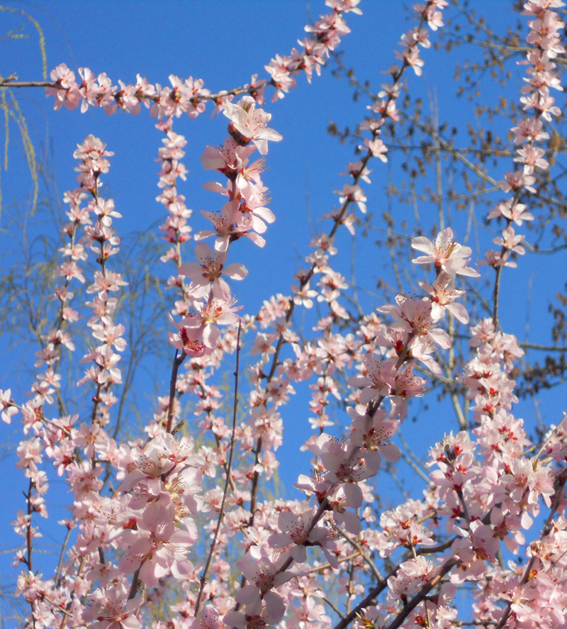 《春花》