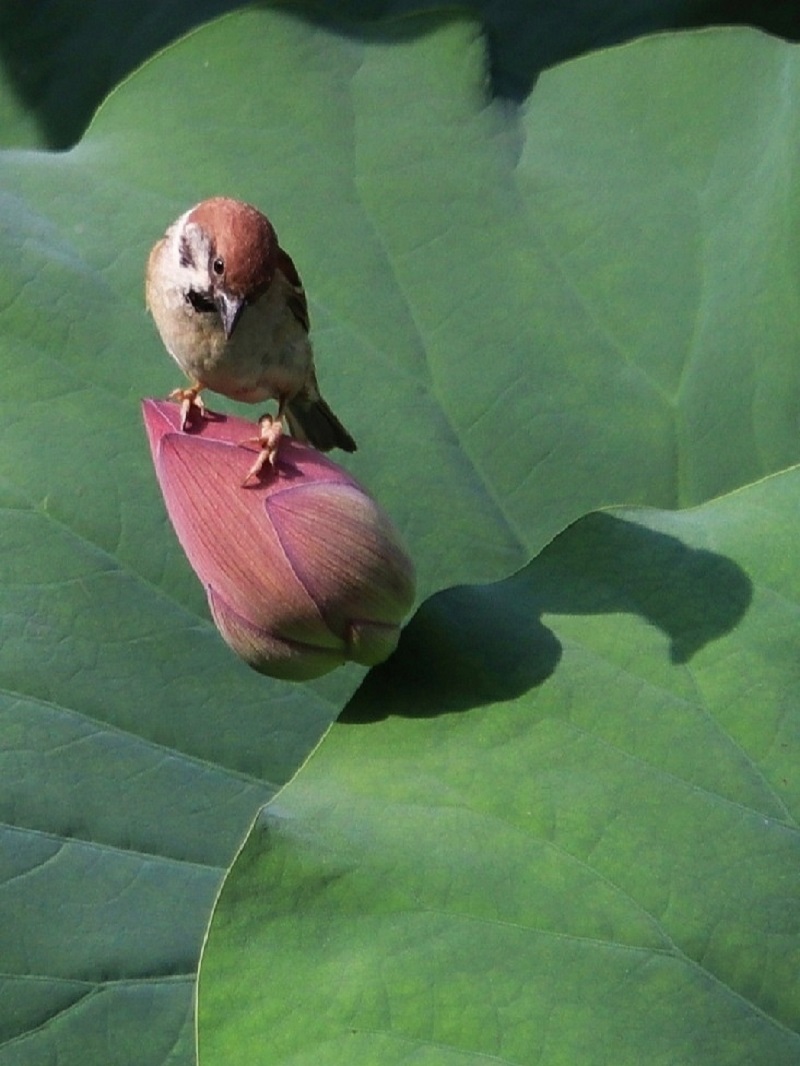 《灵雀采荷》