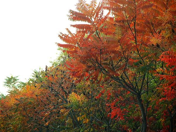 《北京的秋天》