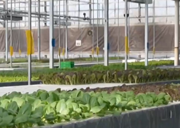 《晚晴》田园慧生活