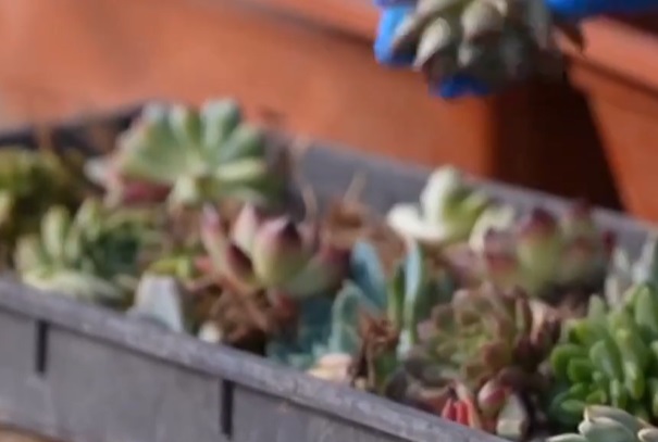 《晚晴》草木相约记